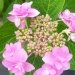 Hortensia 'jogasaki', Hydrangea, Hortensia