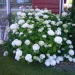 Hydrangea arborescens 'Annabelle'