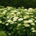 Hydrangea arborescens 'Annabelle'