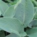 Hosta 'halcyon', Hosta, Funkia, Funkia 'halcyon'