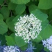 Hydrangea arborescens 'Annabelle'