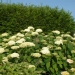 Hydrangea arborescens 'Annabelle'