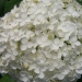 Hydrangea arborescens 'Annabelle'