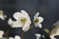 Rose de noël, Ellebore, Herbe aux fous, Hellébore