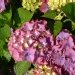 Hydrangea, Hydrangea 'alpenglühen', Hortensia 'alpenglühen', Hortensia