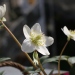 Helleborus niger