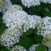 Hydrangea arborescens 'Annabelle'