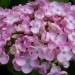 Hydrangée 'ayesha', Hydrangée, Hortensia 'ayesha', Hortensia