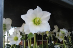 Helleborus niger