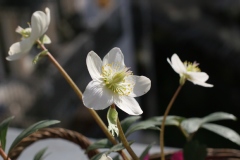 Rose de noël, Ellebore, Herbe aux fous, Hellébore