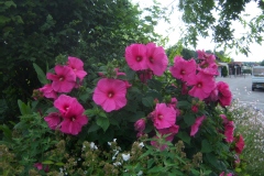 Hibiscus palustris