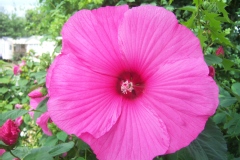 Photo de Hibiscus palustris