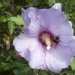 Ketmie des jardins 'oiseau bleu', Mauve en arbre, Hibiscus de syrie