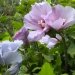 Hibiscus de syrie, Mauve en arbre.