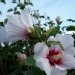 Ketmie des jardins 'red heart', Mauve en arbre, Hibiscus de syrie