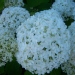 Hydrangea arborescens 'Annabelle'