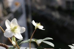 Rose de noël, Ellebore, Herbe aux fous, Hellébore