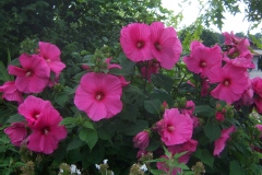 Hibiscus moscheutos 'Disco Belle F1 Rose'