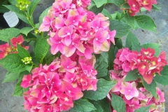 Hydrangea, Hortensia 'green shadow', Hortensia