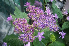 Hortensia 'izu no hana', Hydrangea, Hortensia