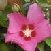 Ketmie des jardins 'pink giant', Mauve en arbre, Hibiscus de syrie