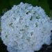 Hydrangea arborescens 'Annabelle'