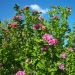 Hibiscus syriacus 'Sanchoyo'