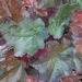 Heuchera micrantha 'Palace Purple'