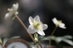 Helleborus niger