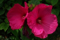 Photo de Hibiscus moscheutos 'Disco Belle F1 Rose'