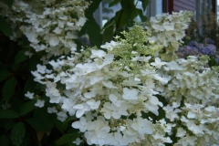 Hortensia paniculé