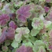 Heuchera 'Tiramisu'