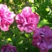 Hibiscus syriacus 'Sanchoyo'