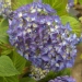 Hydrangea macrophylla