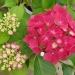 Hydrangea macrophylla 'Leuchtfeuer'