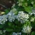 Hydrangea macrophylla 'Ayesha'