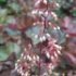 Heuchera micrantha 'Palace Purple'