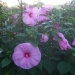 Ketmie, Rose de chine, Hibiscus des marais