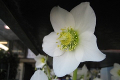 Photo de Helleborus niger