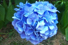 Photo de Hydrangea macrophylla