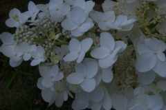 Hortensia paniculé