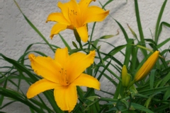 Hemerocallis 'Stella de Oro'