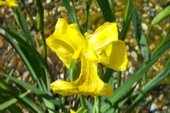 Iris des marais, Iris d'eau, Iris jaune