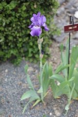 Iris