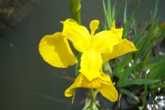 Iris des marais, Iris d'eau, Iris jaune