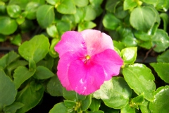 Impatiens walleriana 'Explore 'Rose'