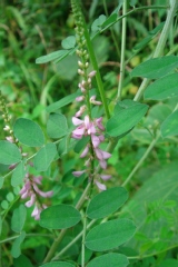 Indigofera pseudotinctoria