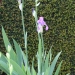 Iris 'aladin', Iris