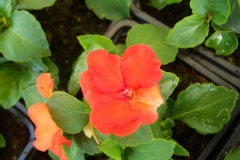 Impatiens walleriana 'Bellizzy® Orange'