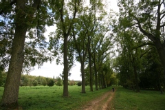 Black walnut, Noyer noir d'amérique, Noyer d'amérique